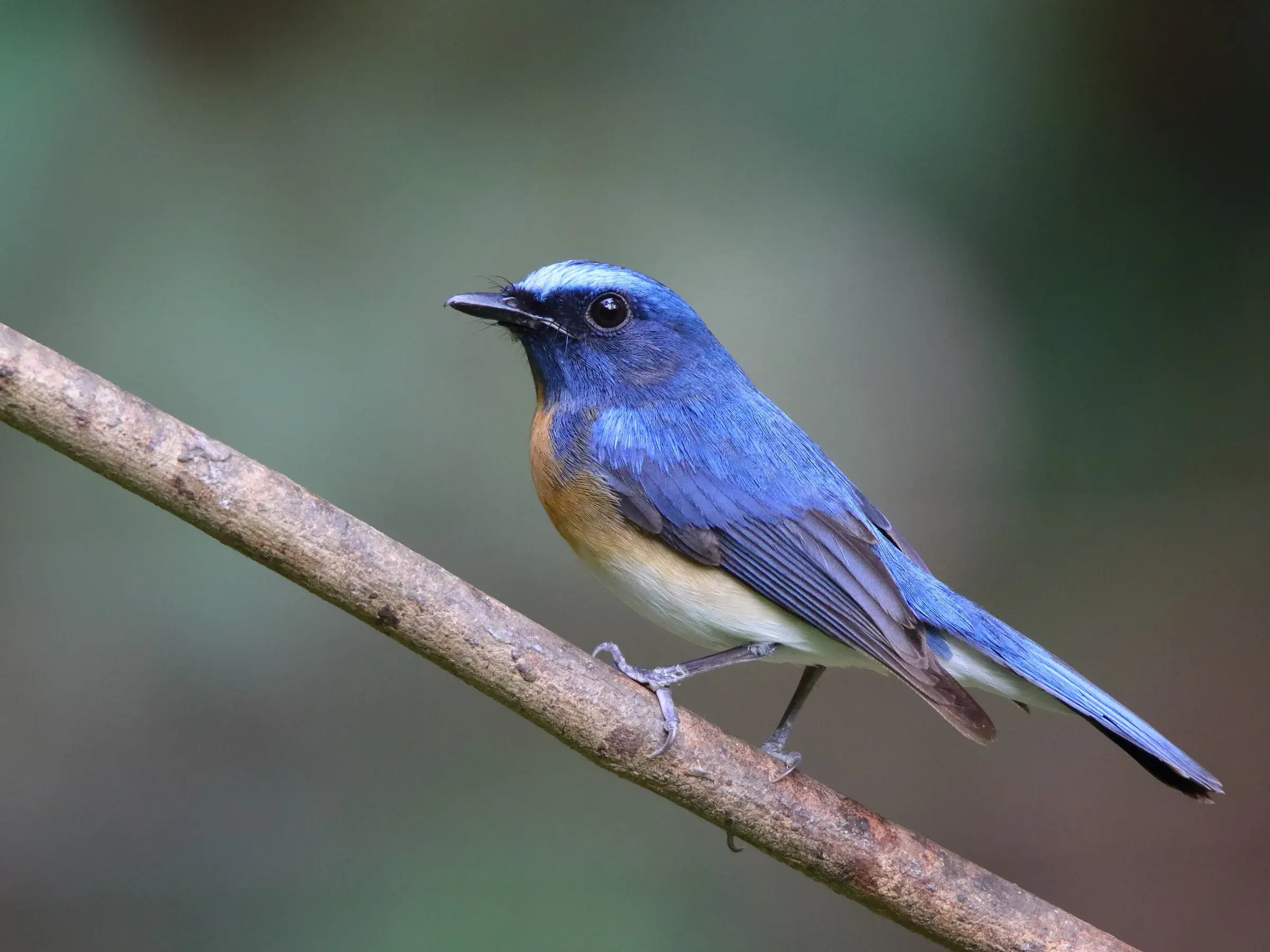 A blue-throated blue flycatcher perched on a branch at Thattekad