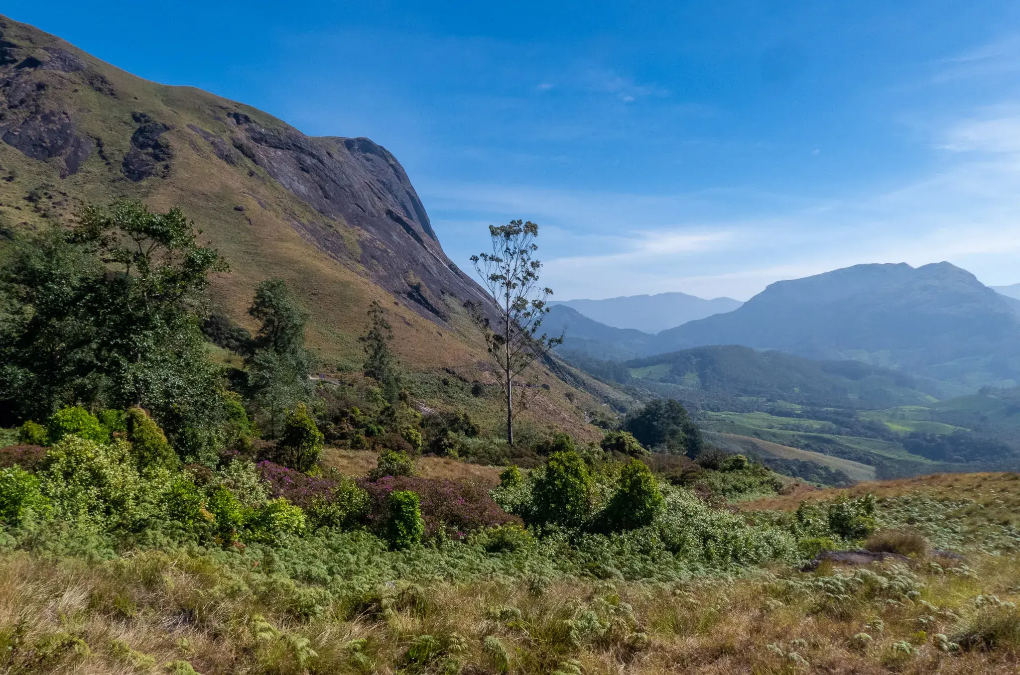 Rolling grasslands of Eravikulam National Park