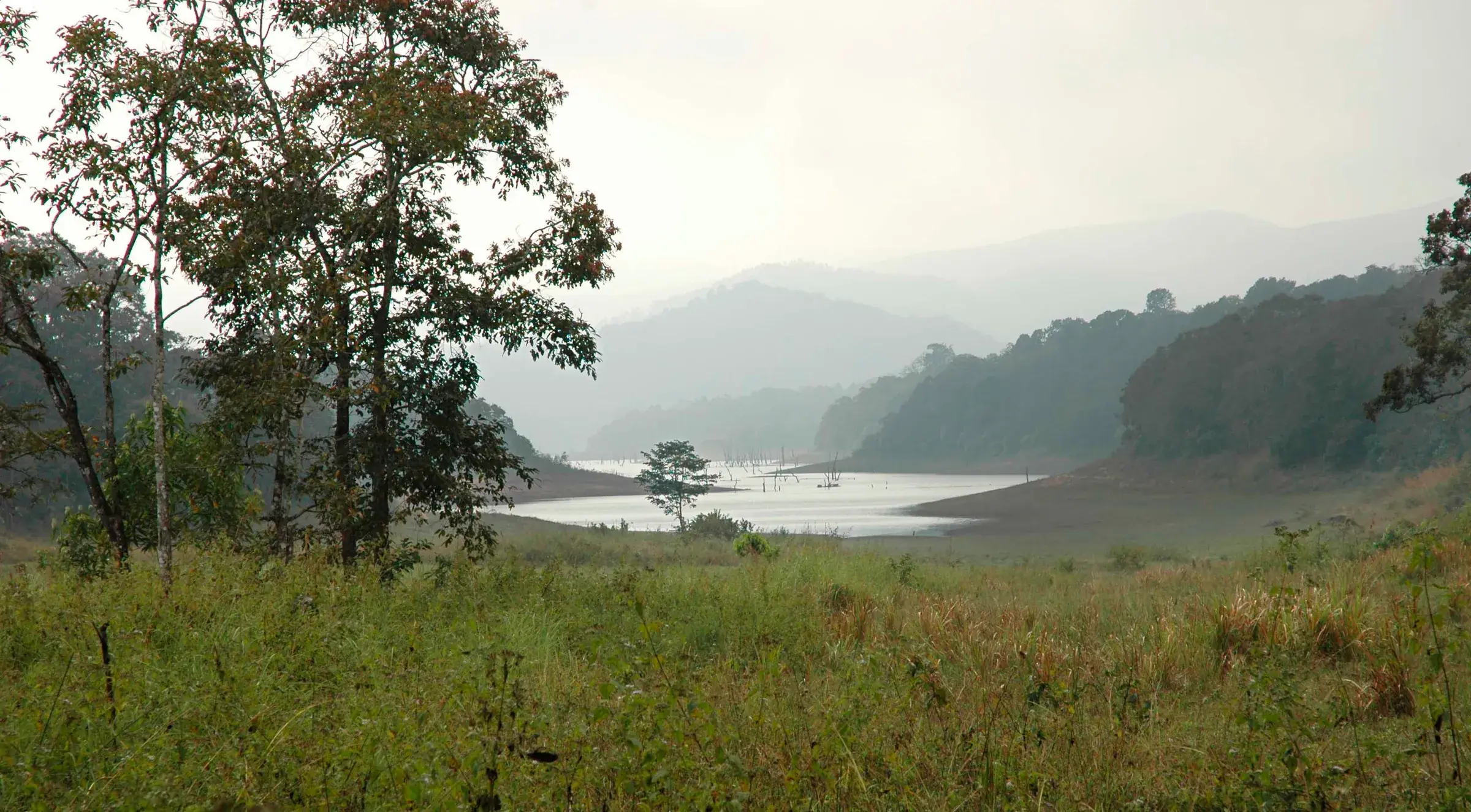 Dead tree stumps rising from the Periyar lake amid forest