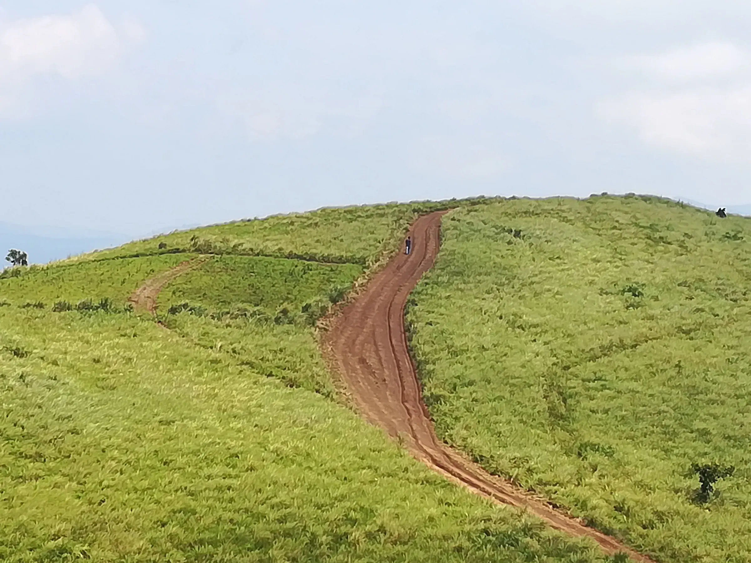 Green rolling meadows at Vagamon