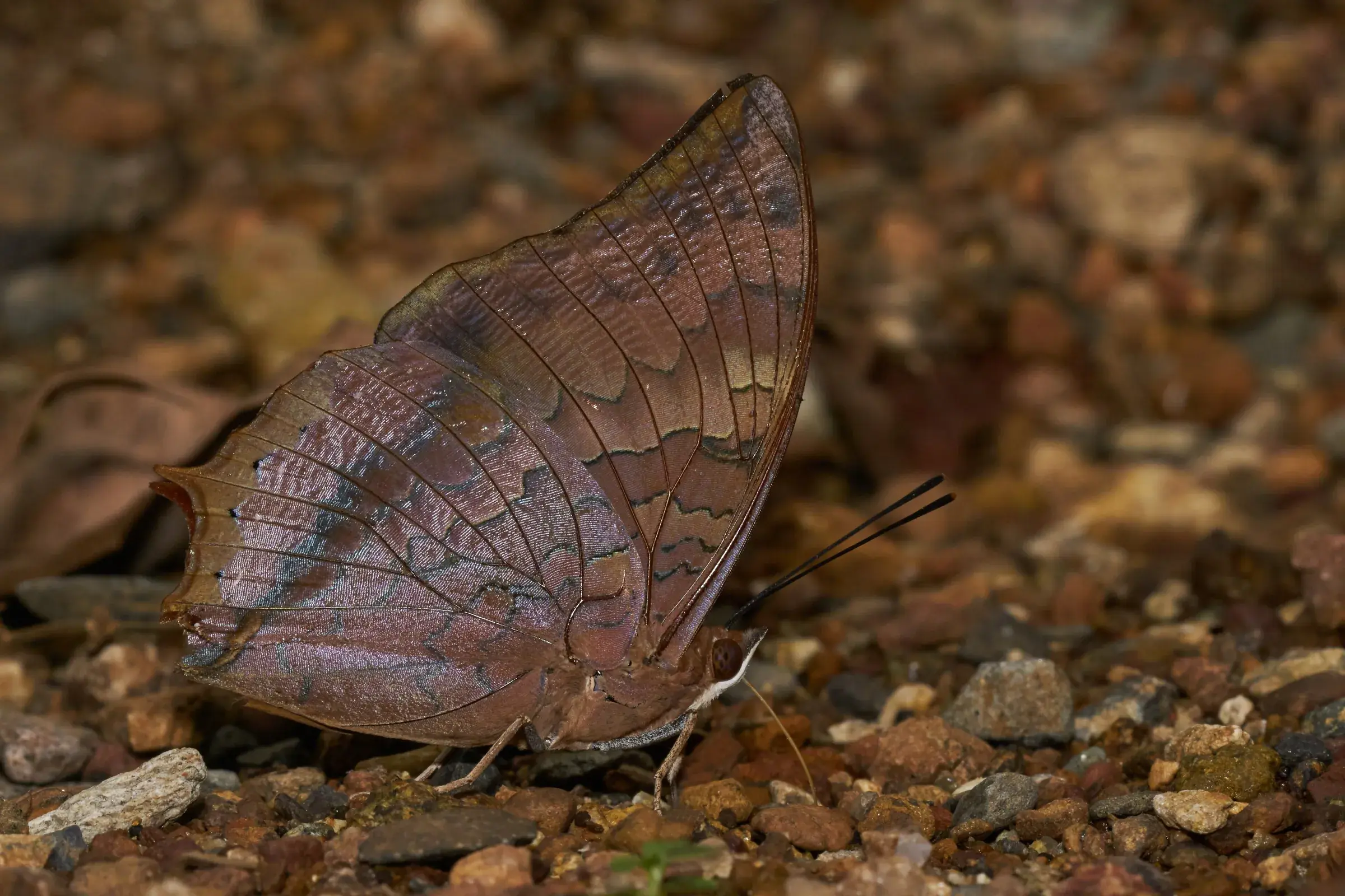 A butterfly resting on the forest floor in the Aralam Wildlife Sanctuary