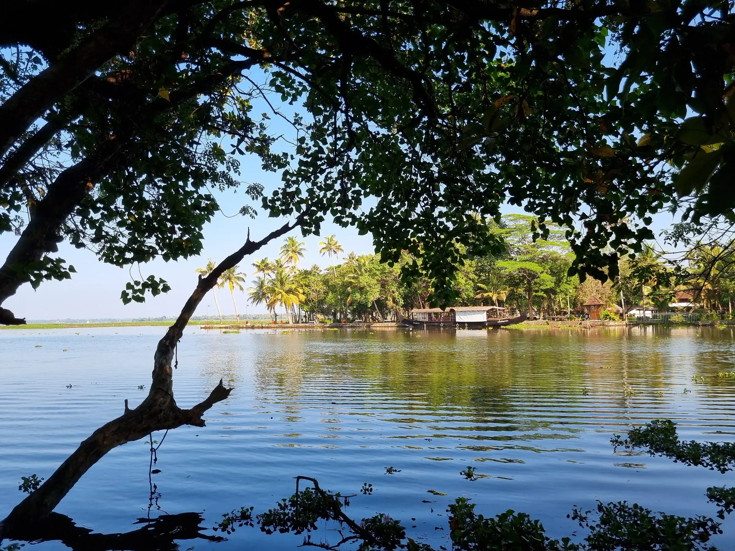 Trees leaning over the lake shore at the Kumarakom Bird Sanctuary