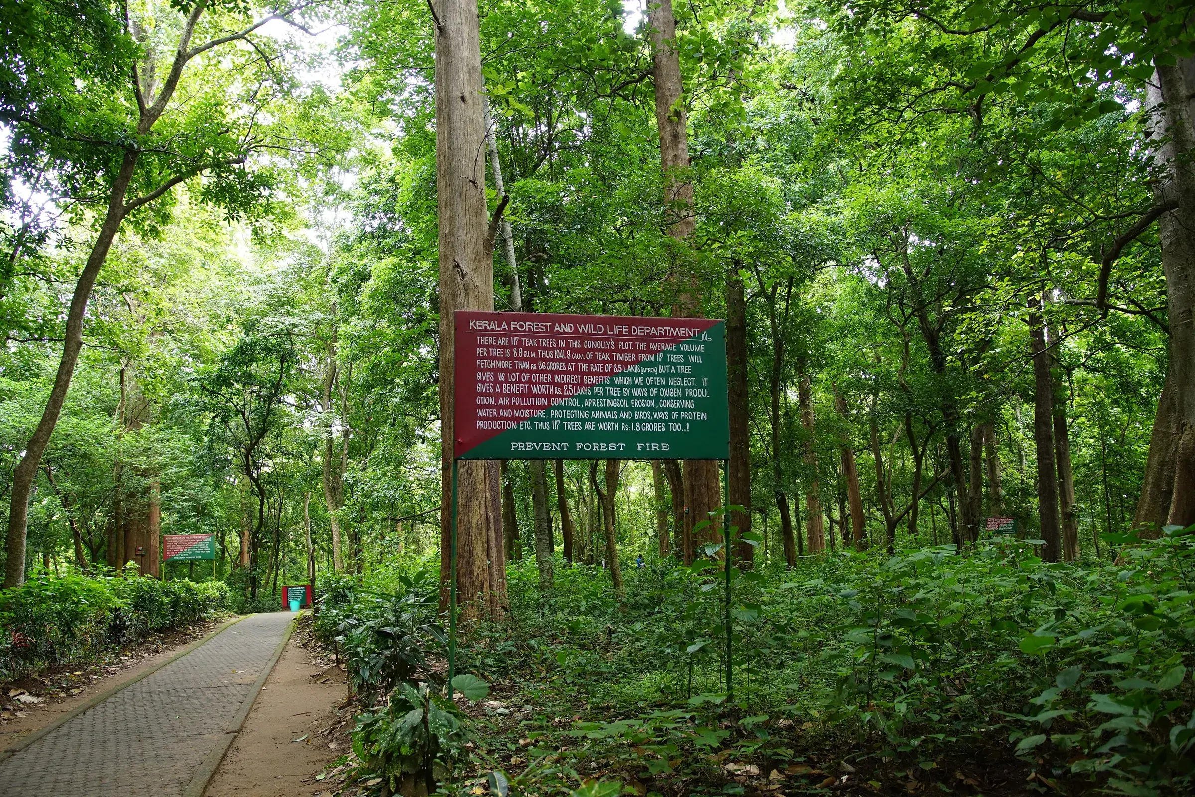 A path through the teak forest of Nilambur