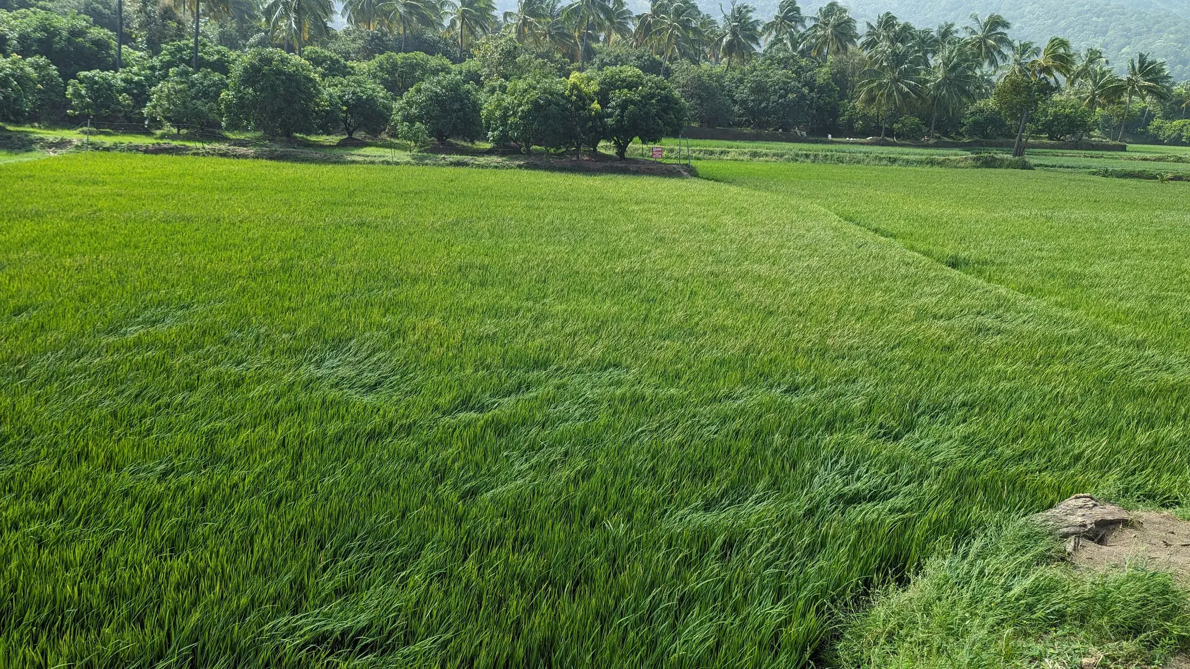 Paddy fields and palms near Kollengode with hills behind