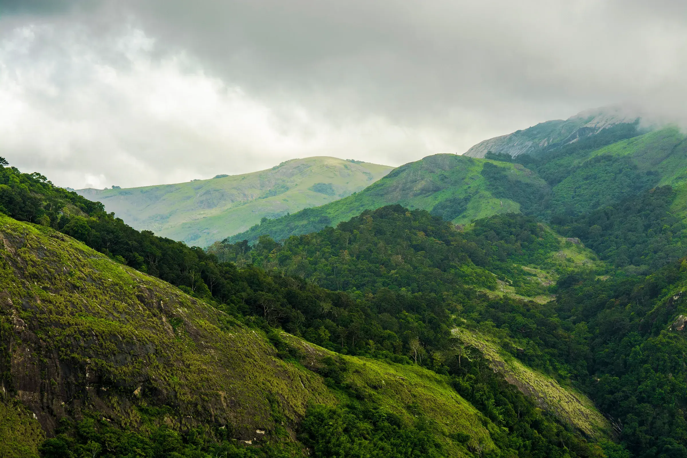 Forested ridges of the Western Ghats seen from Nelliyampathy