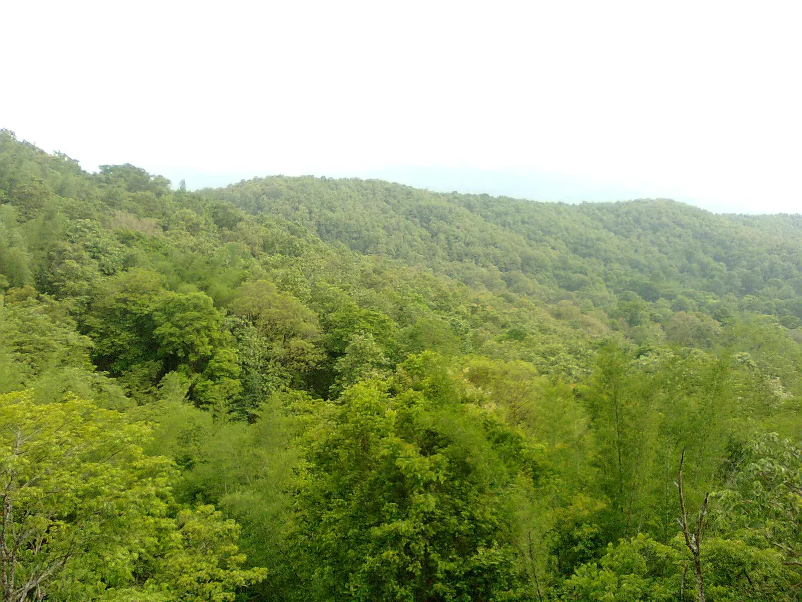 A valley view across the forests of Parambikulam