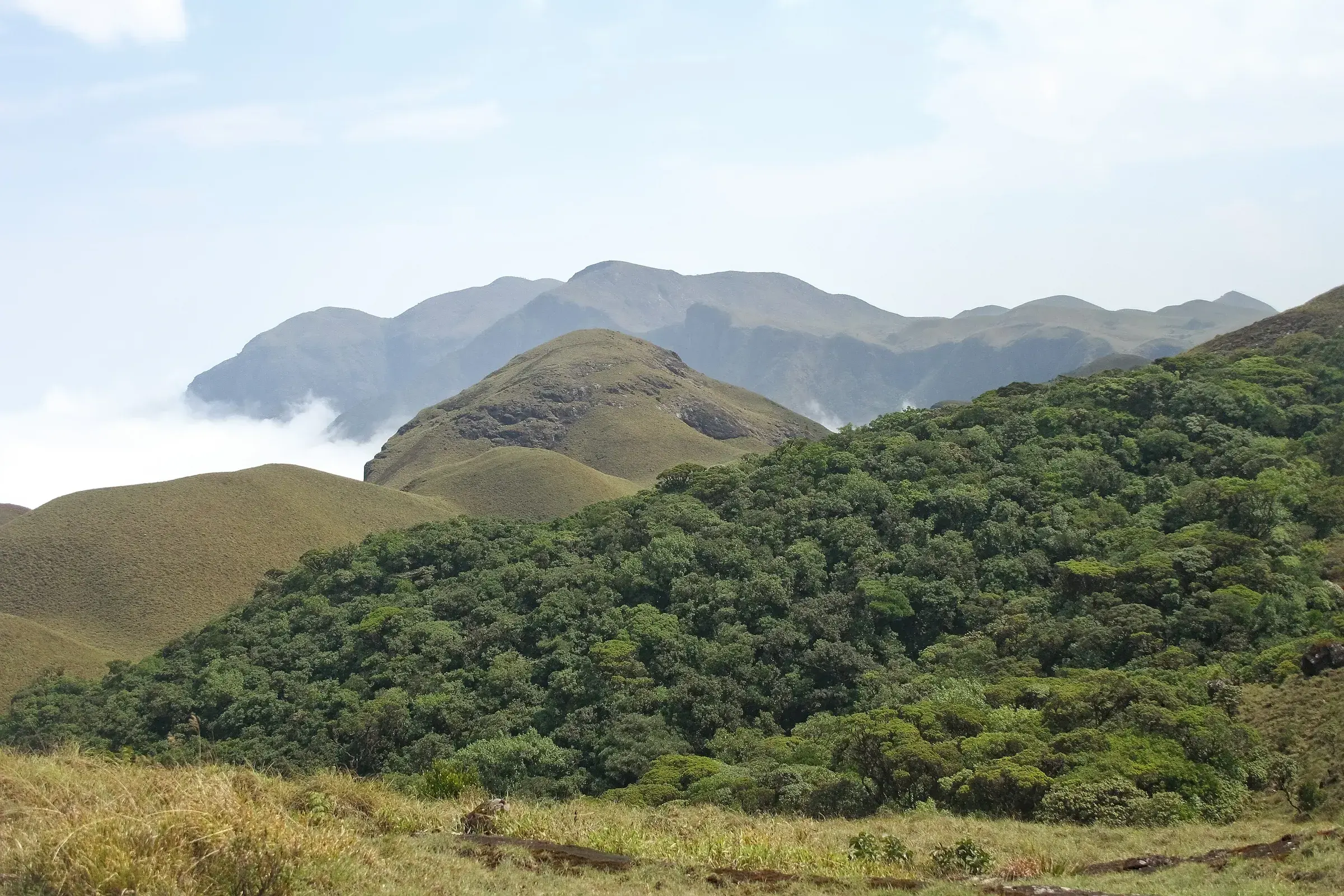 Dense shola forest in Silent Valley National Park