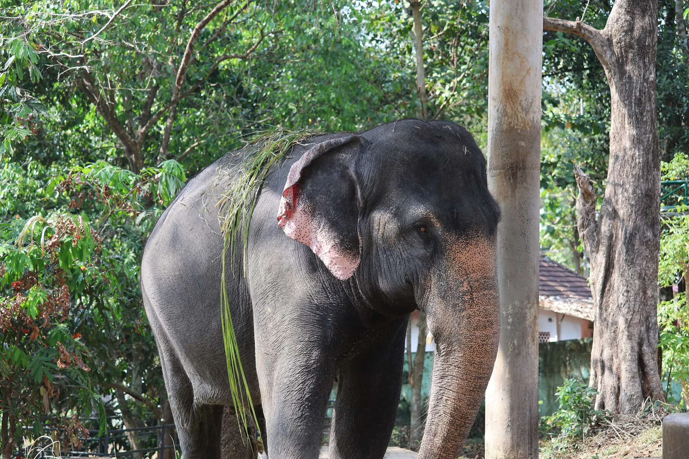 An elephant at the Konni Elephant Training Centre