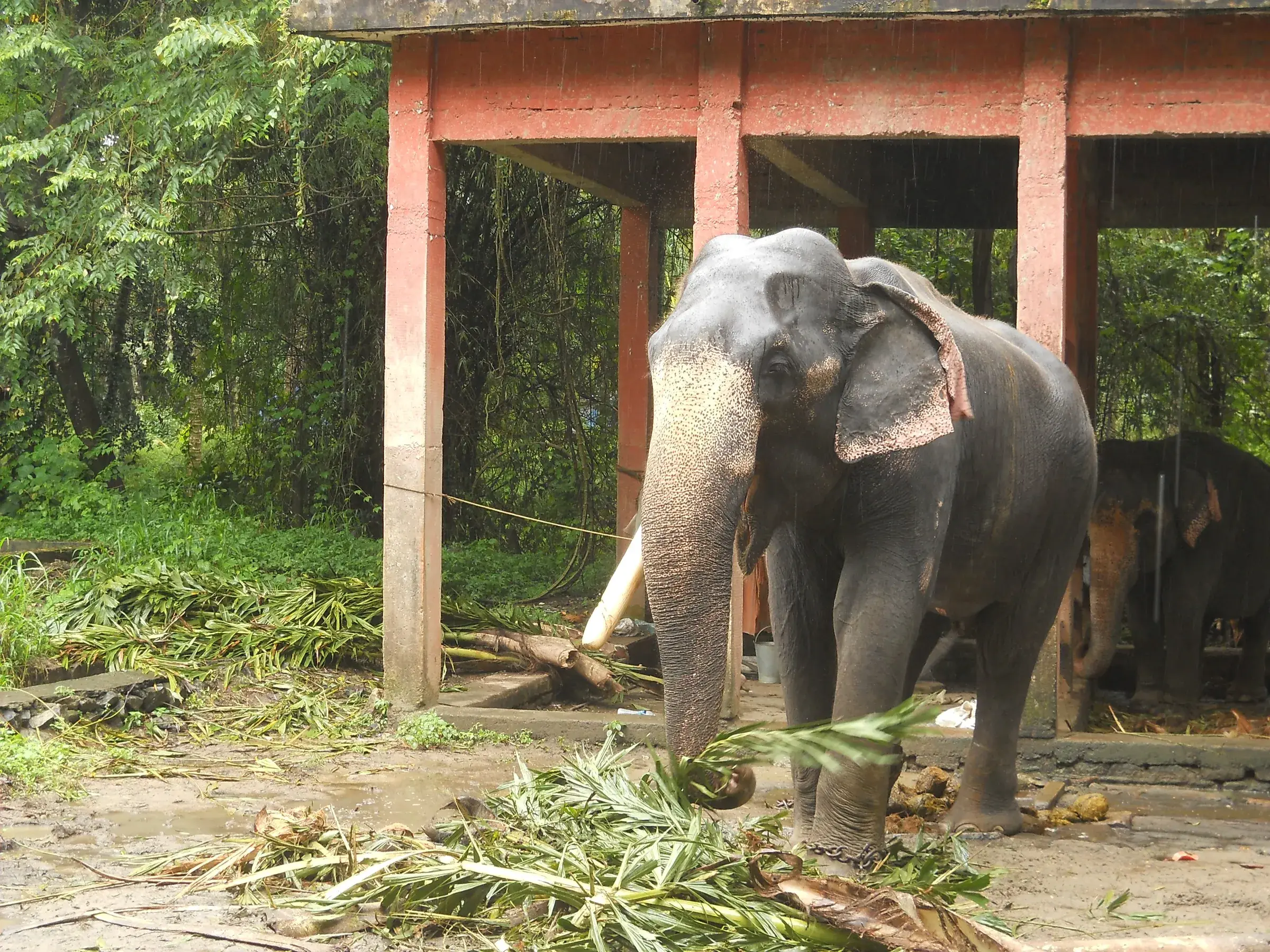 An elephant at Punnathur Kotta near Guruvayur
