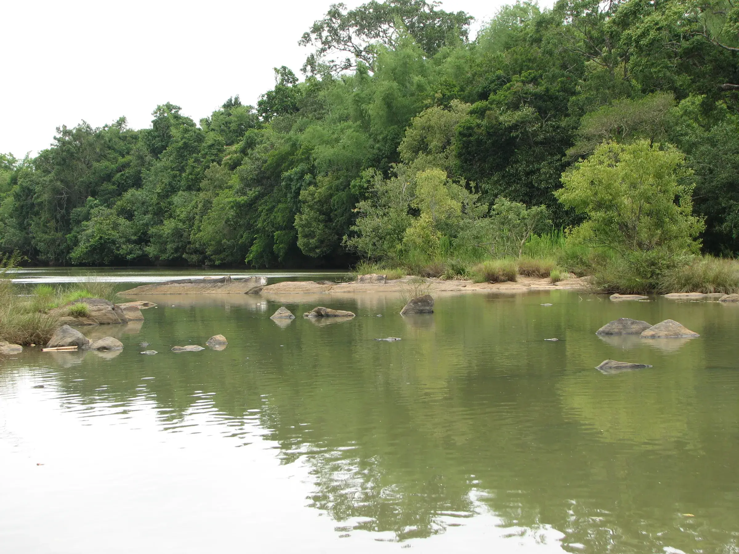 Trees on the river islands of Kuruva