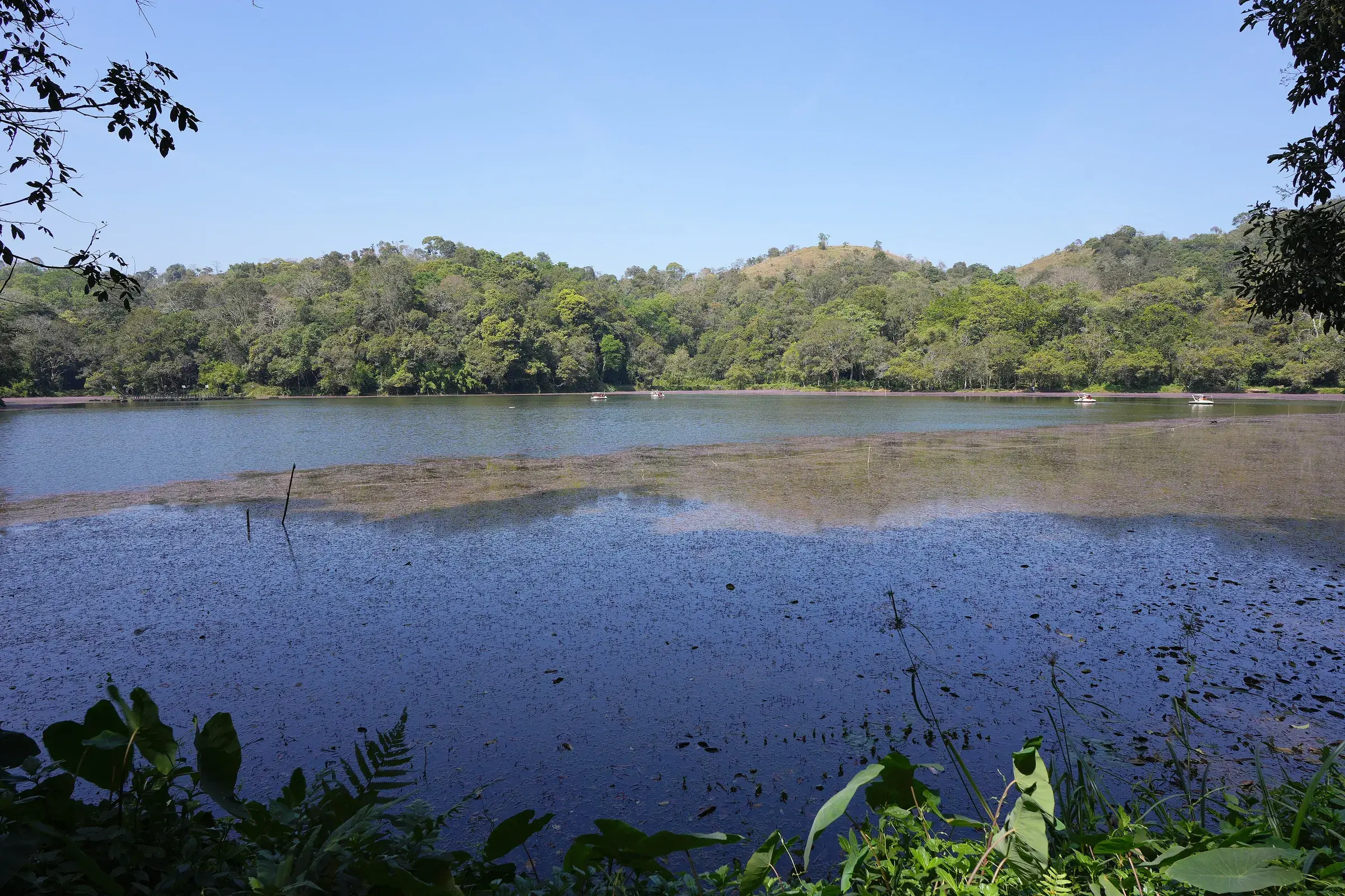 Pookode Lake surrounded by evergreen forest