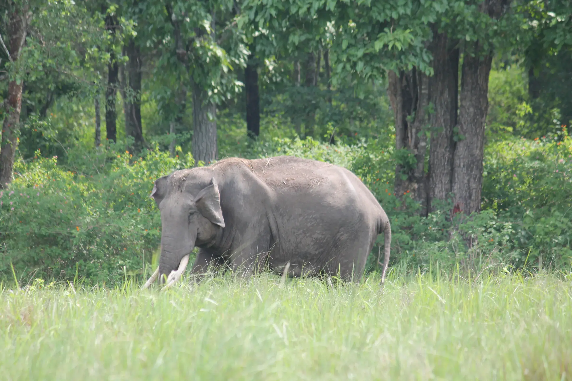 A wild elephant in the forests of Wayanad