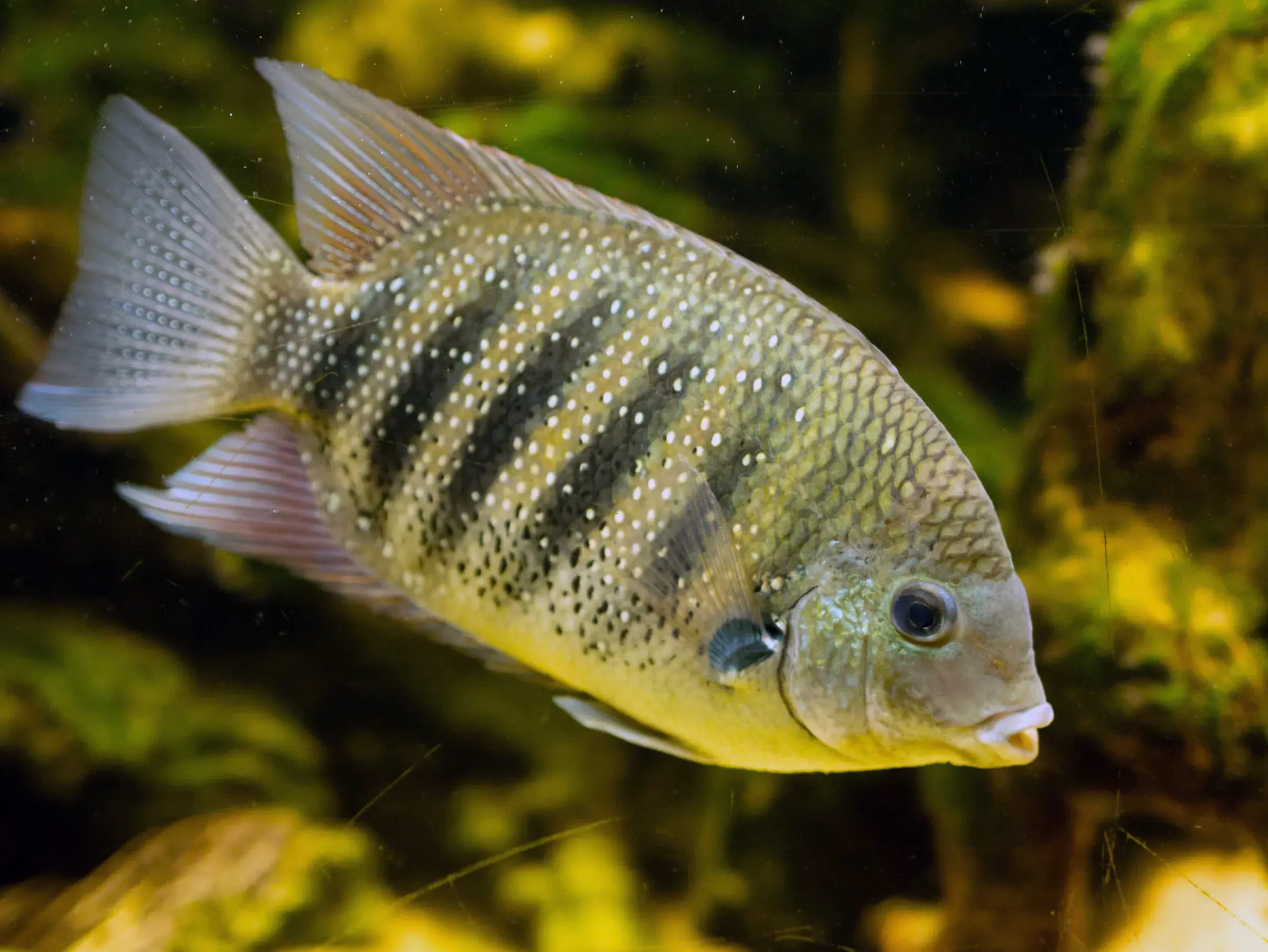 A green chromide (pearl spot) fish