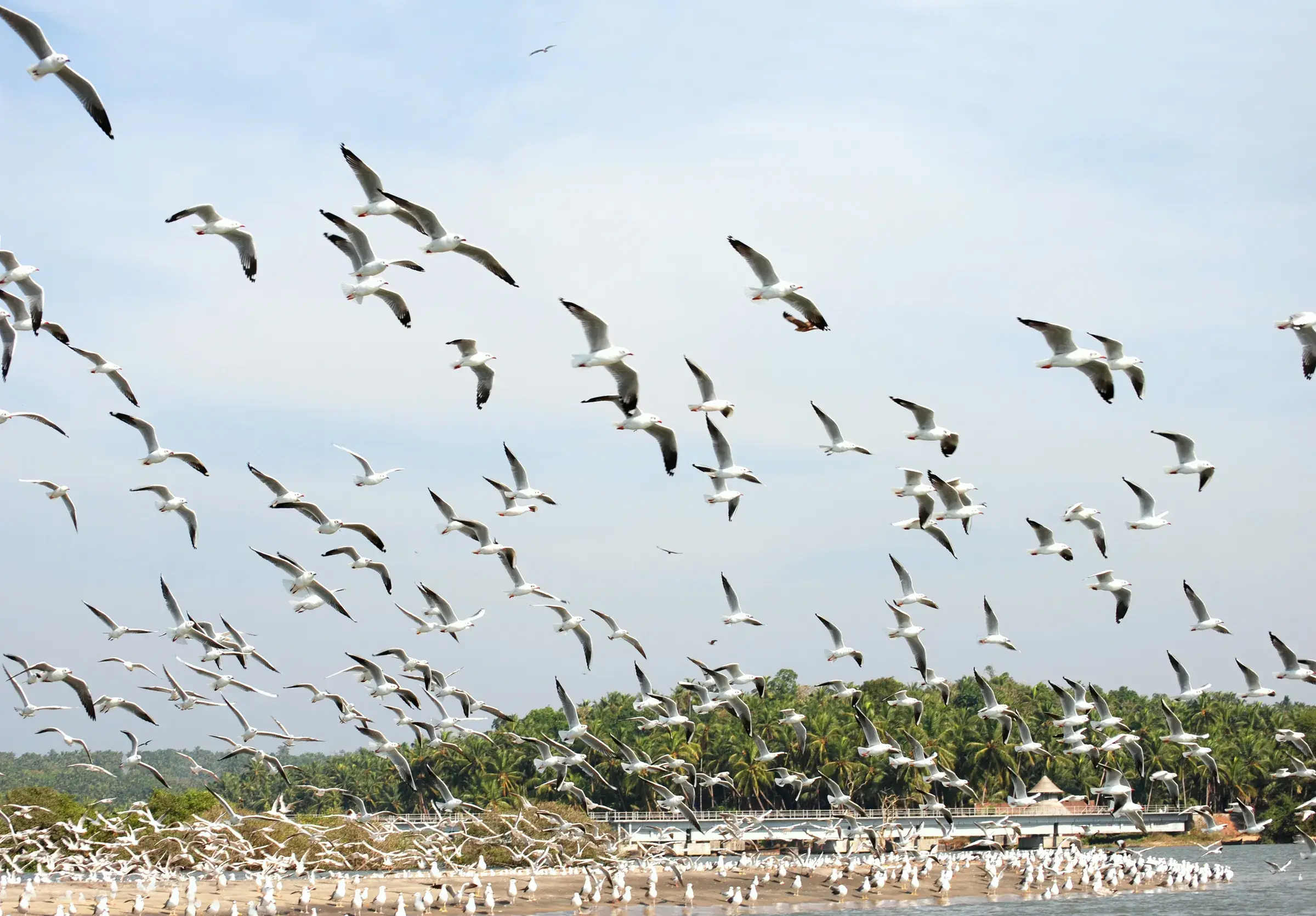 Gulls and terns on the mudflats of Kadalundi