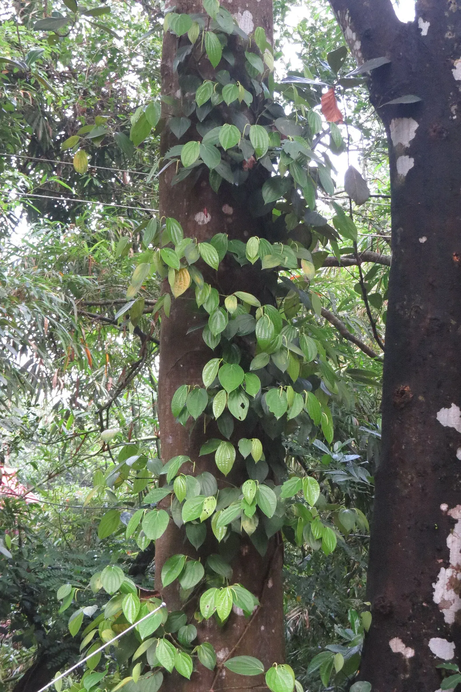 Clusters of black pepper berries on a vine climbing a jackfruit tree